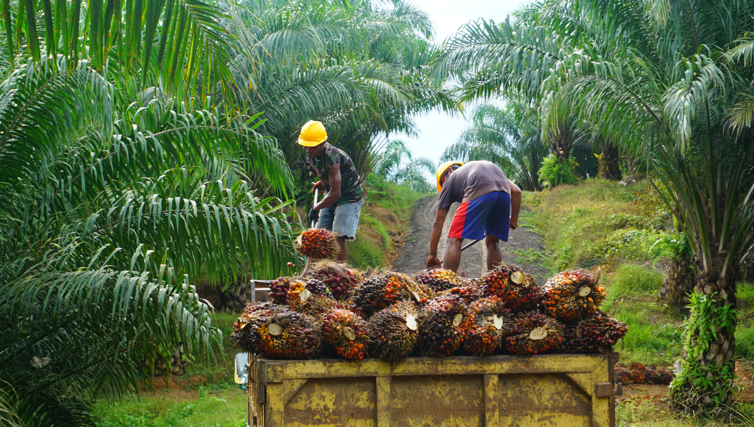 Comment le travail des enfants alimente l’industrie de l’huile de palme en Indonésie