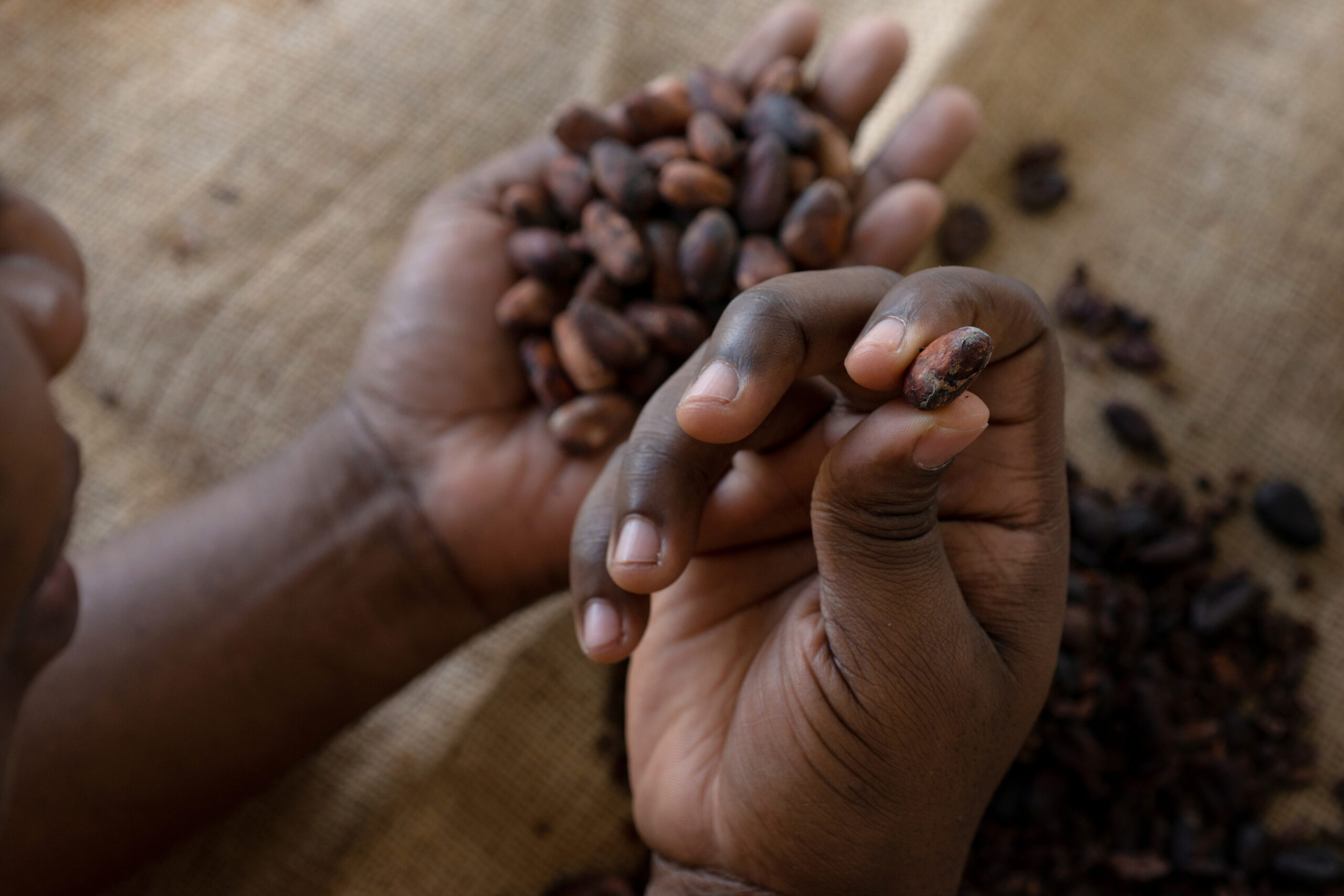 La face cachée du chocolat : le travail des enfants dans l’industrie du cacao