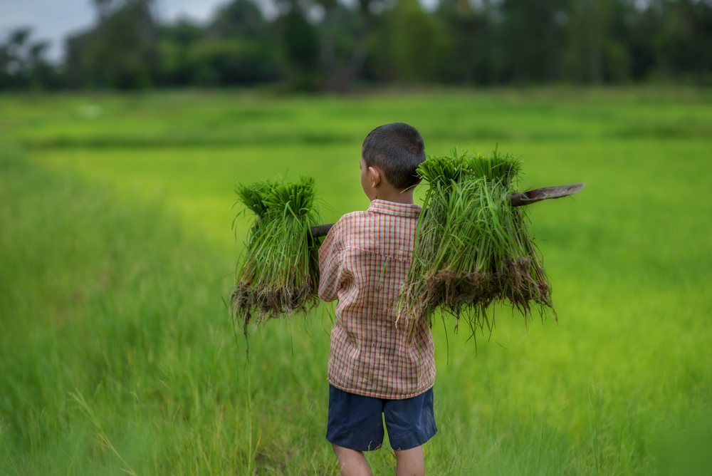 Le travail des enfants dans l&rsquo;agriculture : une pratique dangereuse mais courante dans le monde entier